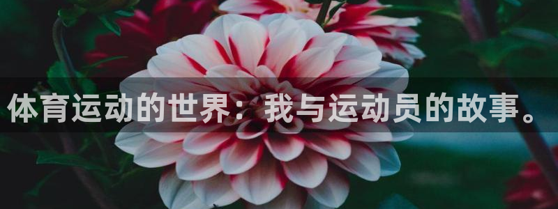 3377体育是正规平台吗