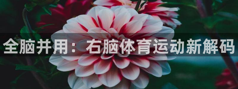 3377体育官网下载