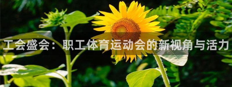 3377体育在线登录官网入口