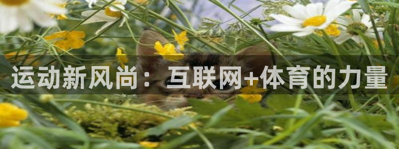 3377体育是正规平台吗