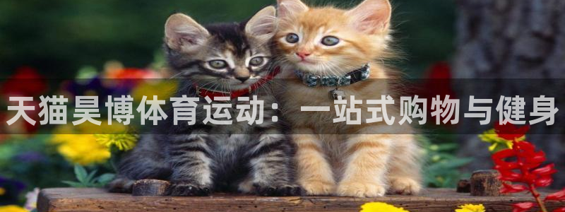 3377体育全网