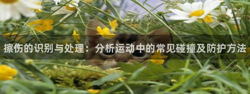 3377体育全网