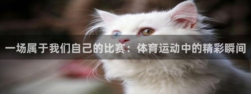 3377体育是正规的吗